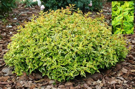 Kaleidoscope Abelia Shrub Blingqlero