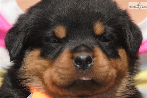 All puppies come with a health guarantee. Rottweiler puppy for sale near Saginaw-midland-baycity, Michigan | bd7d0af2-7941