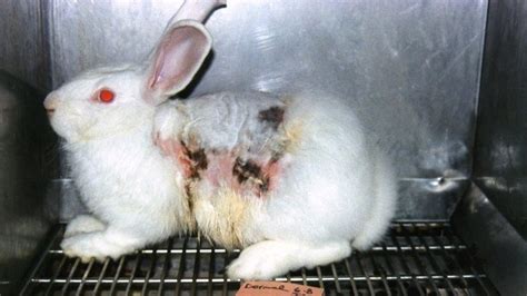 Despite that animal testing in cosmetics has proven to be inaccurate and inefficient, 80 percent of countries still have no laws against it—but you can help change the body shop's forever against animal testing campaign aims to bring the practice to an end by petitioning the united nations. Petition · Choose Cruelty Free Australia: STOP inhumane ...