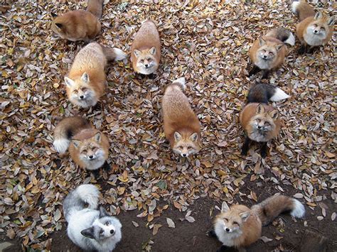 Cuteness Overload Fox Village Is Home To 200 Playful Wild Foxes Don