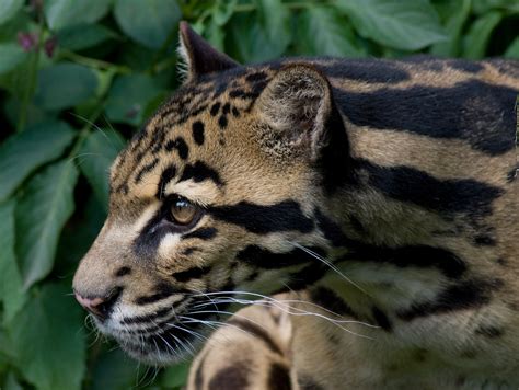 Setting Out To Save Sabahs Clouded Leopards Clean Malaysia