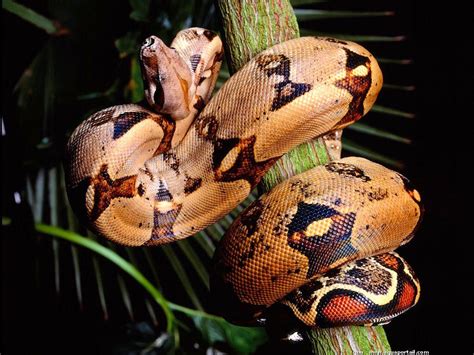 She's active in both the korean and japanese music industry. Boa constrictor (Boa constricteur)