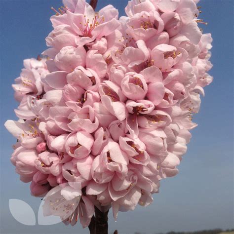 Bonfire patio peach tree prunus persica 'bonfire'. Dwarf Peach Crimson Bonfire | 10 Litre