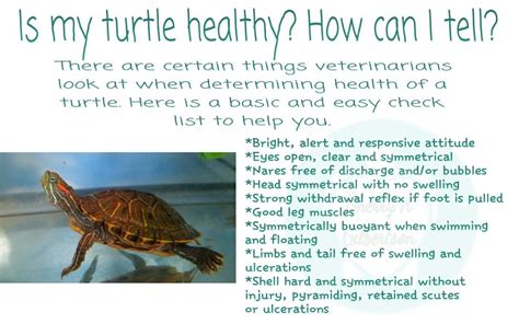 Healthy Turtle Turtle Care Pet Turtle Pet Turtle Care