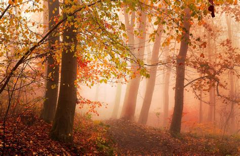 Photography Nature Landscape Morning Mist Sunlight Forest Fall