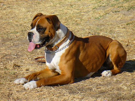 The Boxer Is A Breed Of Medium To Large Sized Short Haired Dogs