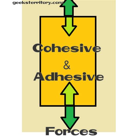 The force between the like molecules which holds the liquid together is called 'cohesive force'. Cohesive and Adhesive forces: Definition, differences and ...