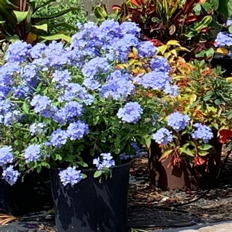 Onlineplantcenter 3 Gal Plumbago Imperial Blue Flowering Shrub With