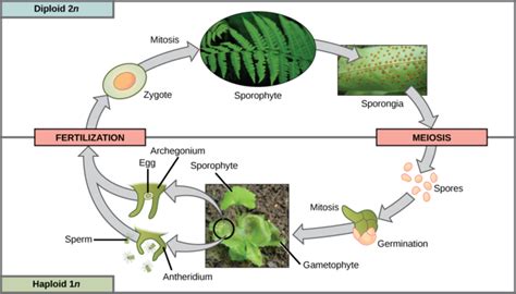  phloem is a complex permanent tissue, which is specialized for the conduction of food and other organic substances. 25.4A: Seedless Vascular Plants - Biology LibreTexts