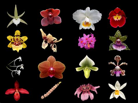 Orchid Care Tips For Beginners Orchidweb