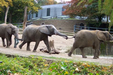 Foto Di Kebun Binatang Foto Foto Gajah Di Kebun Binatang Gembiraloka