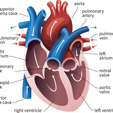 Learn ear anatomy with free interactive flashcards. Coronary Arteries Function Quizlet - Wallpaper Books 2