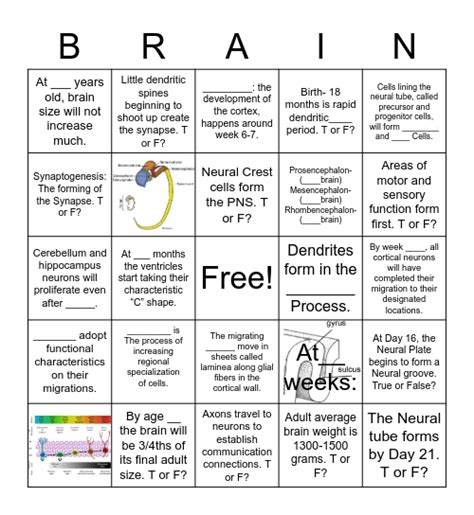 Brain Development Bingo Bingo Card