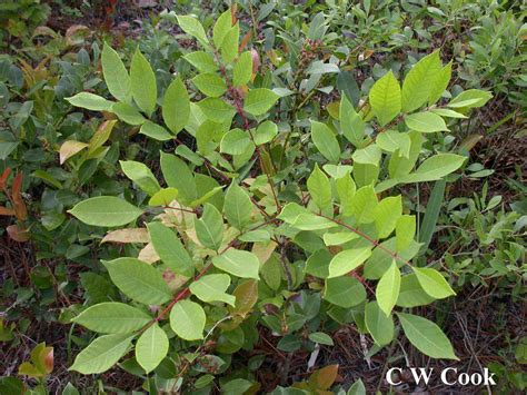 What To Do After You Encounter Poison Ivy Oak Or Sumac Urgent