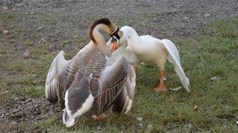 goose fight what happens in climax goosefight geesefight youtube