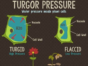 What causes turgor pressure in plant cells. Turgor Pressure Poster by Lobster Learn | Teachers Pay ...