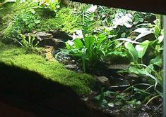 89 Tiger Salamander Paludarium Ideas In 2024 Tiger Salamander