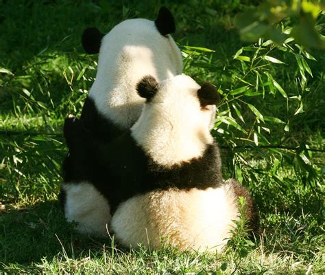 Pandas Panda Bear Panda Hug Cute Panda