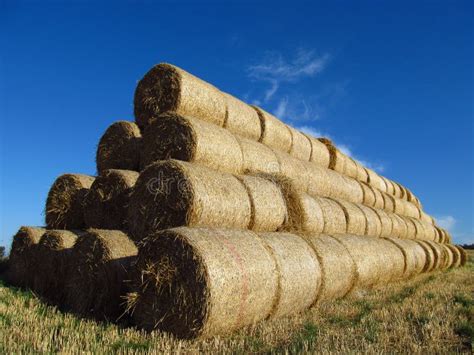 Hay Rolls Stock Photo Image Of Grass Green Agricultural 16197114