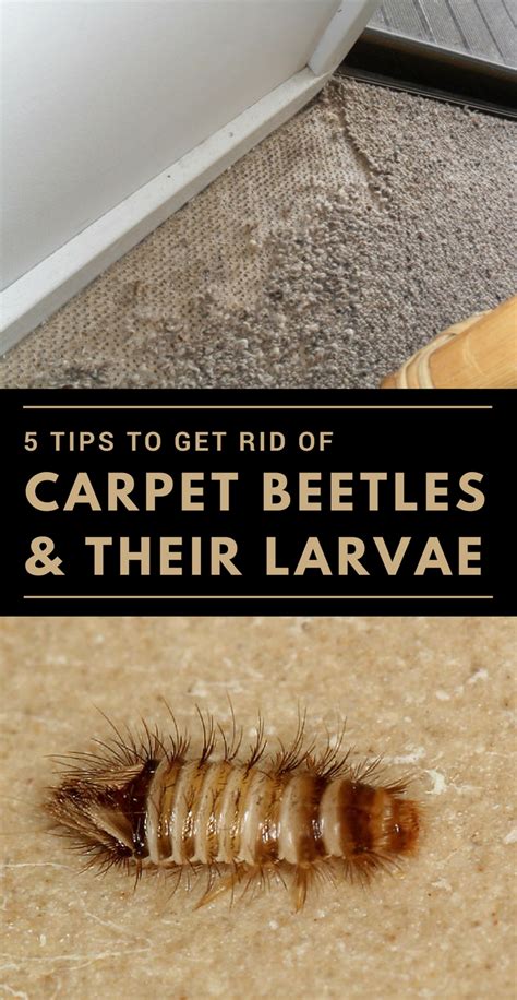 8 Images How Do You Get Rid Of Carpet Beetles In Your Car And View