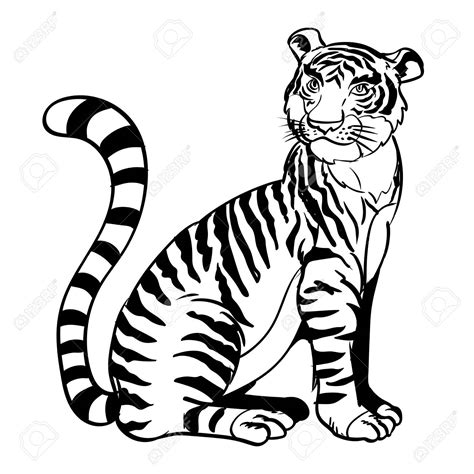 Black And White Tiger Drawing At Explore