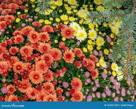 Multi Colored Chrysanthemums During The Flowering Period In Autumn