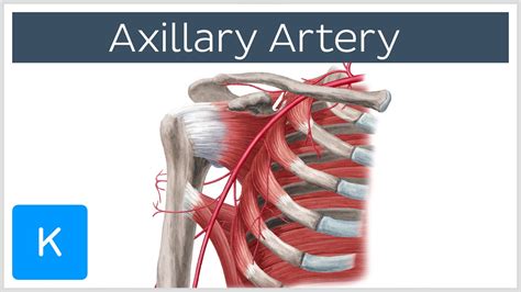 Axillary Artery Location And Branches Human Anatomy Kenhub Youtube