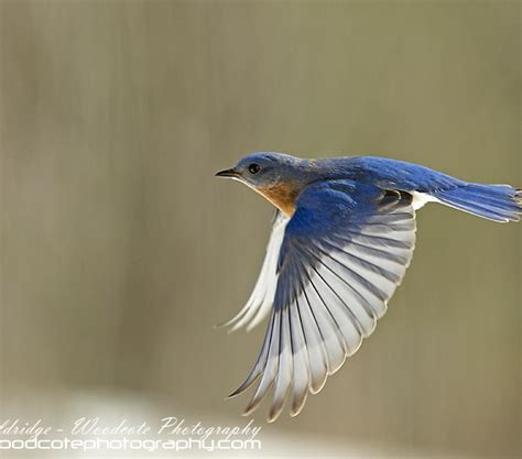 Bluebird In Flight Woodcote Photography