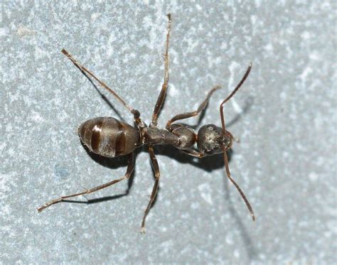 Types Of Ants 25 Different Ants And How To Identify Them