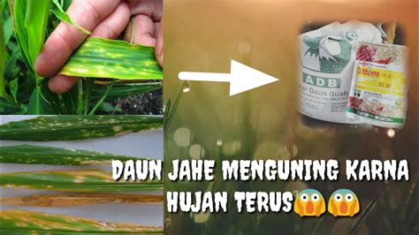 Mengatasi Daun Menguning Dan Tanah Lembap Karna Hujan Pemupukan