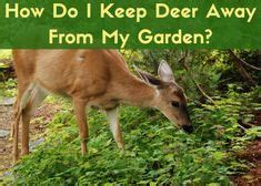 It will keep deer away, and as the hair decomposes, it enriches the soil with nitrogen. Best Homemade and Commercial Deer Deterrents for Your ...