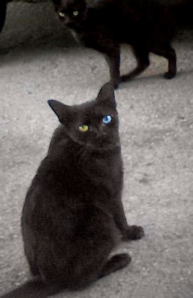 Flickriver Photoset Odd Eyed Black Cat By Chris Yarzab