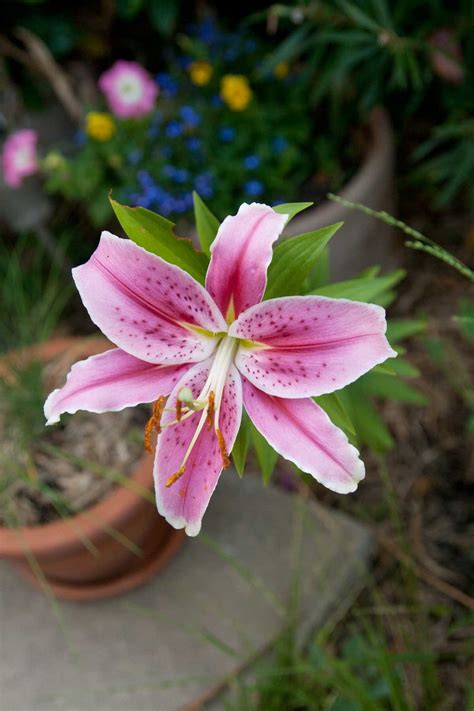 Inside the part of the flower that has petals are the parts which produce pollen and seeds. Summer Flowers | Penny's Garden: a harvest beyond my front door