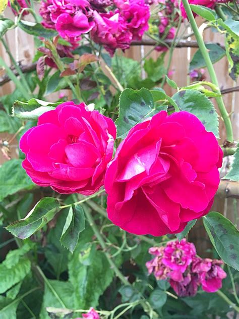 Check spelling or type a new query. All things Collie: Flower Friday - Collie-flowers