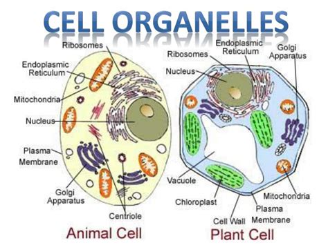 Animal Cell Organelles