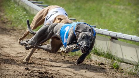 Greyhound Racing Flickr 