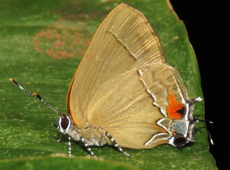 Red Based Groundstreak Lepidoptera Of Bijagual · Inaturalist
