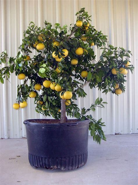 Absolutely Stunning Fruit Trees That Grow Great In Containers The Art