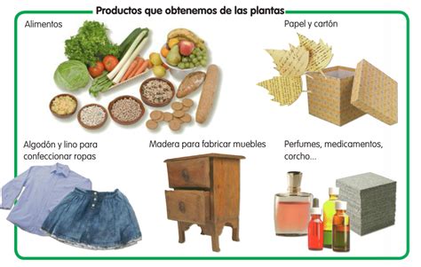 Productos Que Obtenemos De Las Plantas Recurso Educativo 686438 Tiching
