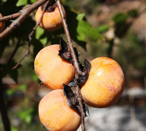Fall Fruit Trees From Harvesting To Foliage Colors