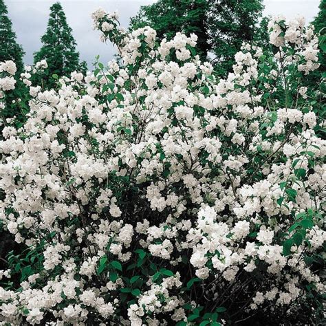 15 Beautiful White Flowering Shrubs Birds And Blooms