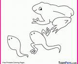 Tadpole Frog sketch template