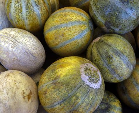 Melons Free Stock Photo - Public Domain Pictures