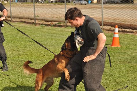 Police Dog Training K9 Dog Training