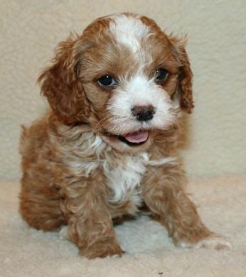 Cavapoo pups are super cute and adorable which makes this breed very popular and a favorite of new puppy owners. Cavapoo puppies, Washington state | PUPPIES ...