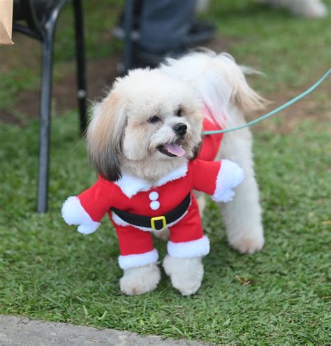 DWIZ 882 - Wagging tails and furry friends flocked at the...