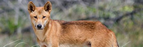 Help Stop The Widespread Killing Of Dingoes On Pastoral Lands Arid