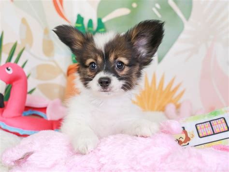 Papillon Dog Male White And Sable 3687913 Animal Kingdom Puppies N Love