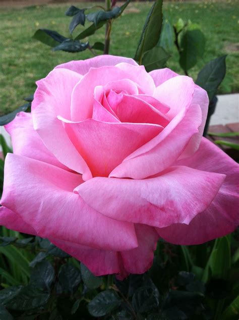 Silicone mold | assorted clip covers. Pink Rose | Beautiful roses, Pretty flowers, Flower photos