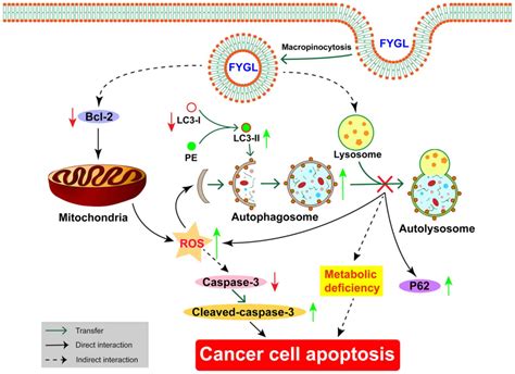 pancreatic cancer cell apoptosis is induced by a proteoglycan extracted from ganoderma lucidum
